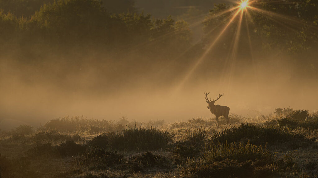 Lighting in nature photography