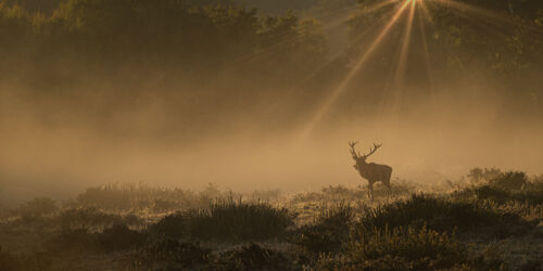 Lighting in nature photography